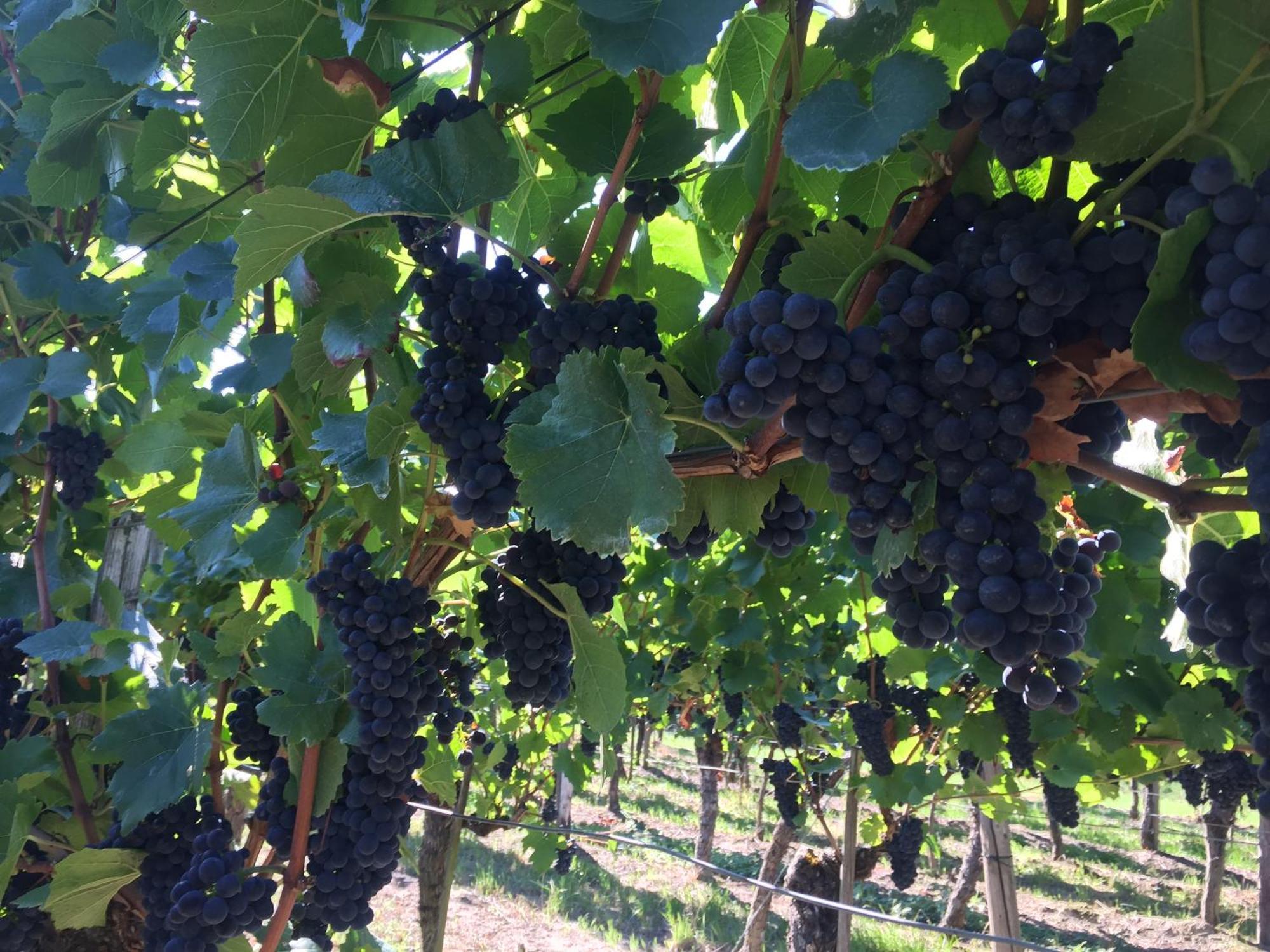 Winzerhof Bitzenhofer Διαμέρισμα Vogtsburg Εξωτερικό φωτογραφία